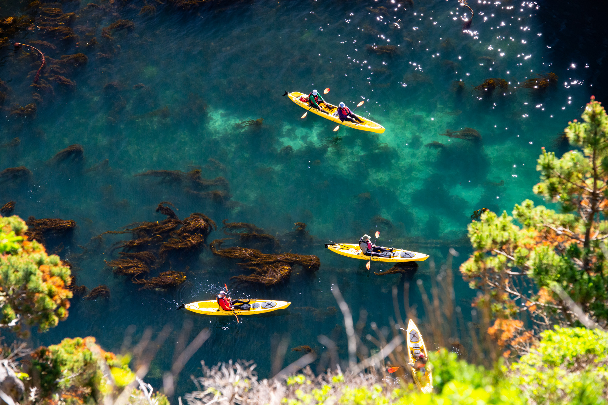 Kayakers in a cove near Port Orford, Oregon full of healthy kelp