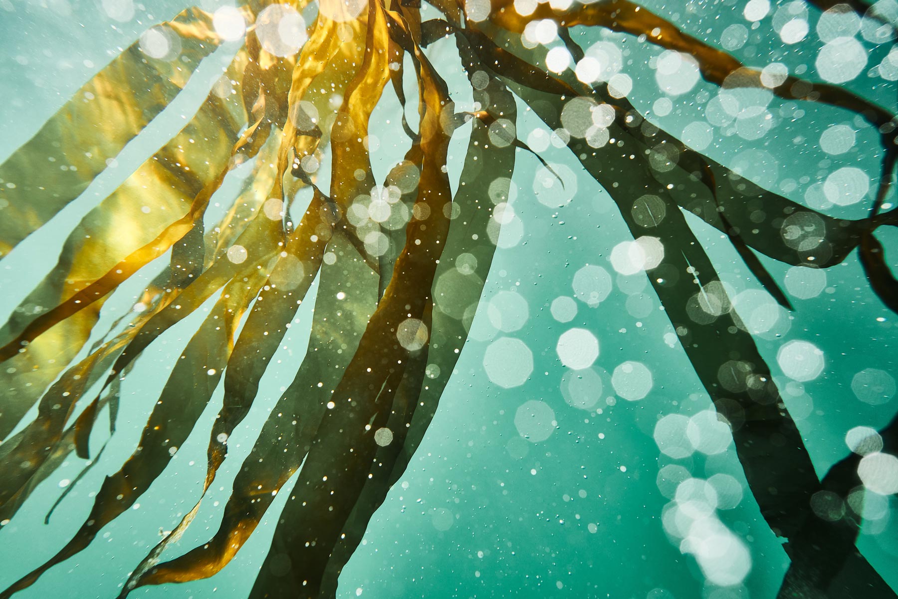 bull kelp drifting in the ocean