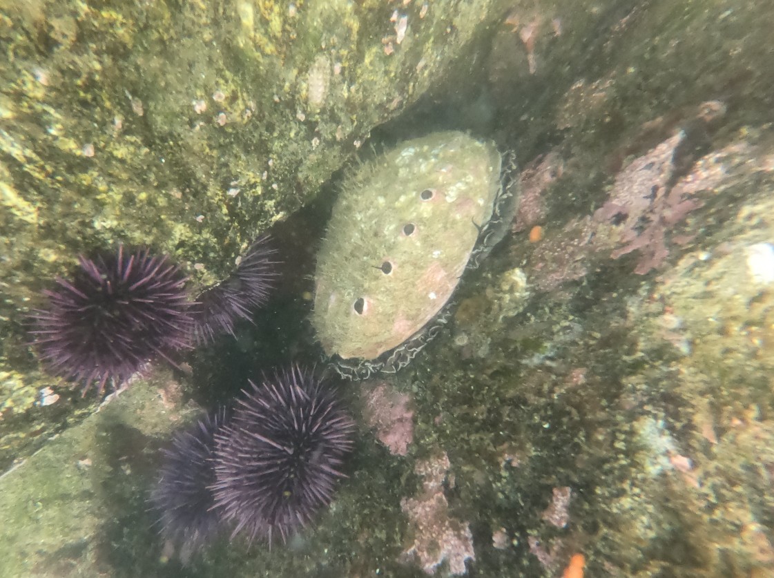 Abalone Oregon Kelp Alliance