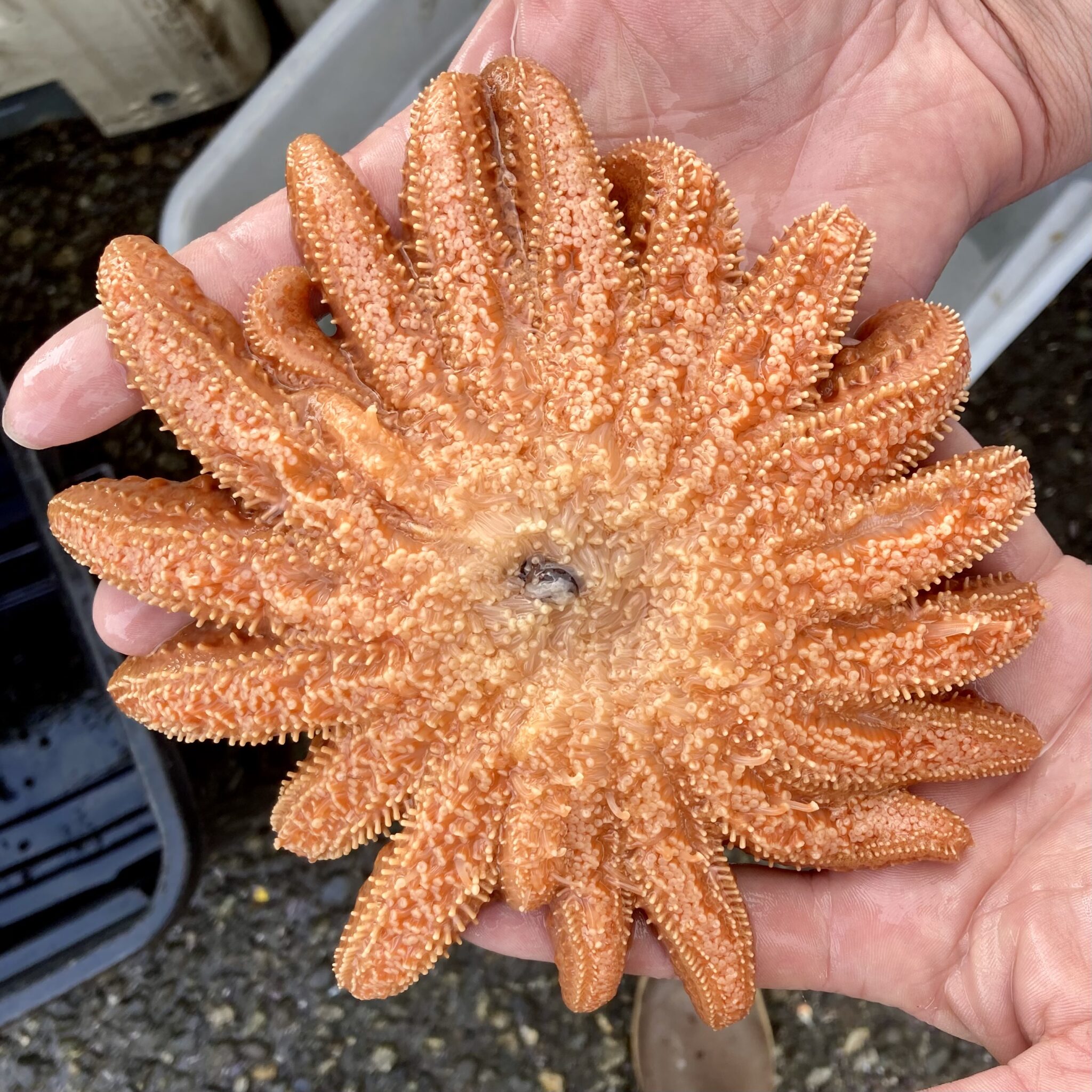 Sunflower Sea Star Recovery - Oregon Kelp Alliance